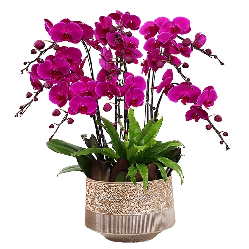 色澤水培綠植規(guī)格0.15—0.5米，多放置辦公桌，茶幾，工位架等依據(jù)公司要求擺放.